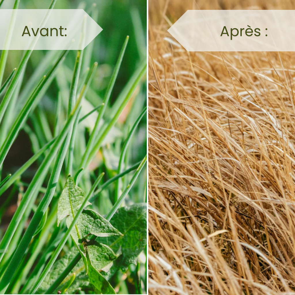 Désherbant Total Systémique à Base de Glyphosate